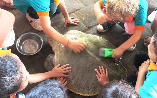 Skoebi-do Child Care Centre Excursion to Turtle Conservation and Education Center 2019
